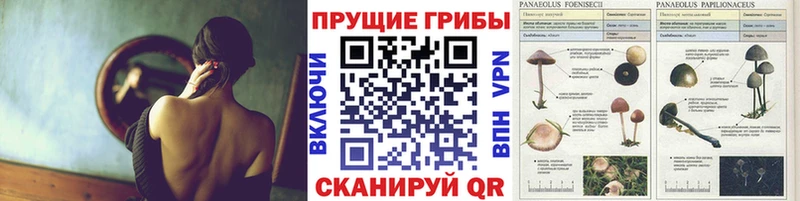 Псилоцибиновые грибы прущие грибы  блэк спрут ссылка  Сибай  купить закладку 